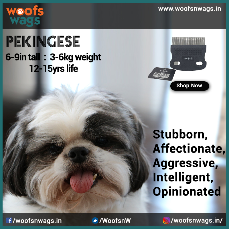 Pekingese perform well on a high-quality dog food whether home prepared or commercially produced with your vet's approval and supervision.
