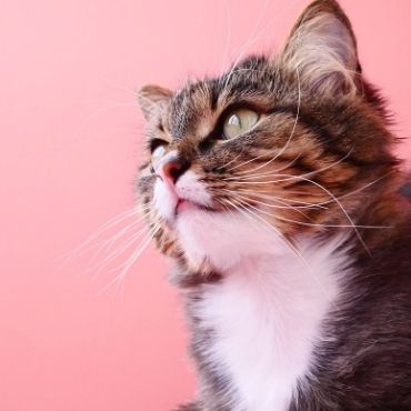 Cat,‌ ‌Your‌ ‌Furry‌ ‌Friend’s‌ Behavior‌ ‌Changes‌ ‌After‌ ‌Catnip‌ ‌ ‌