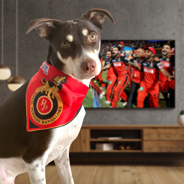 Barkbutler Royal Puppers Bangalore - Large - Image 6